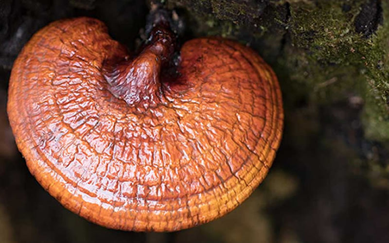 Reishi Mantarı Faydaları Nelerdir?