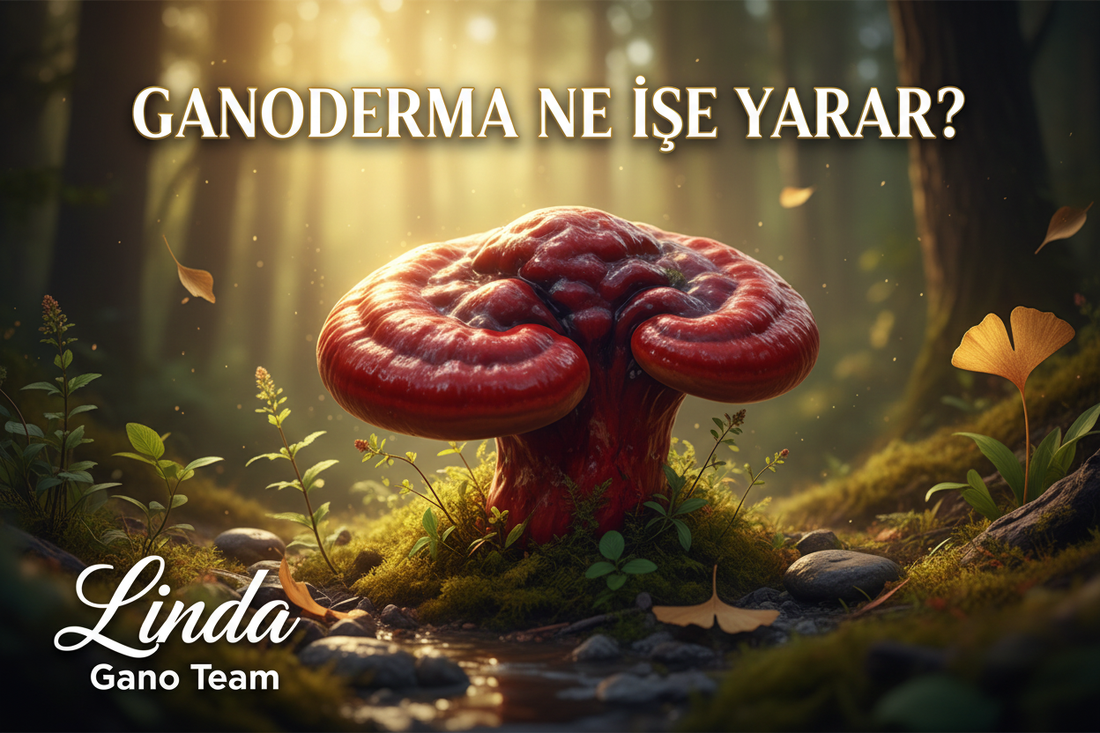Ganoderma Ne İşe Yarar? Faydaları ve Kullanımı